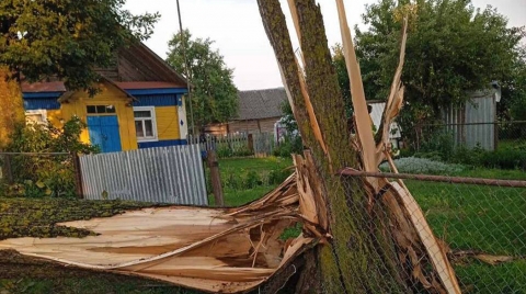 Почти 3,6 тыс. га леса повреждено непогодой в Могилевской области