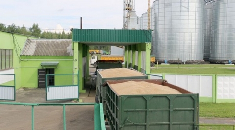 На Климовичский КХП продолжает поступать зерно нового урожая